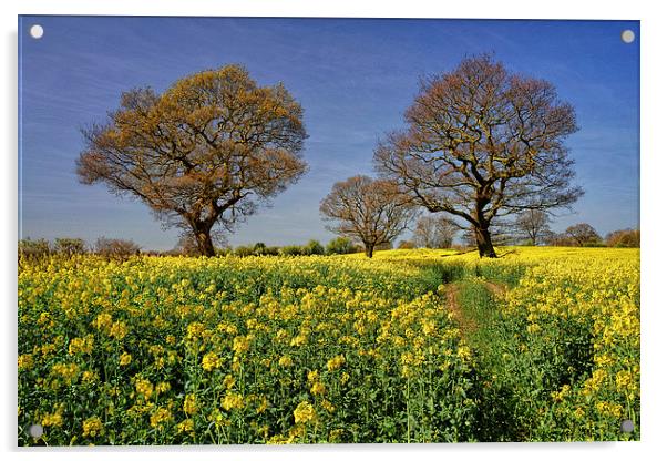 Rapeseed field & Trees, Derbyshire Acrylic by Darren Galpin