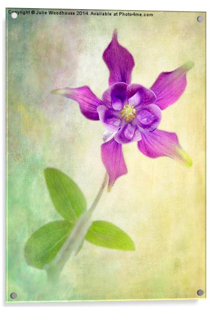 Aquilegia Acrylic by Julie Woodhouse