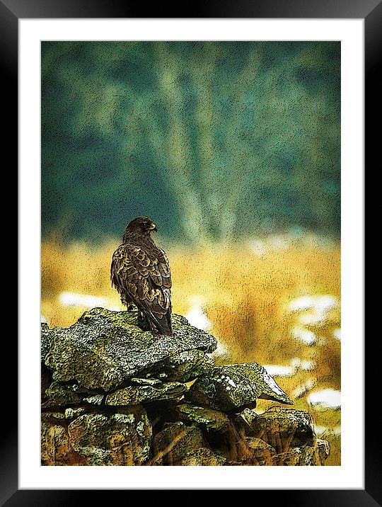 WINTER BUZZARD Framed Mounted Print by Anthony R Dudley (LRPS)