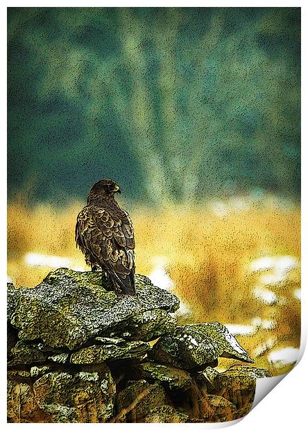 WINTER BUZZARD Print by Anthony R Dudley (LRPS)