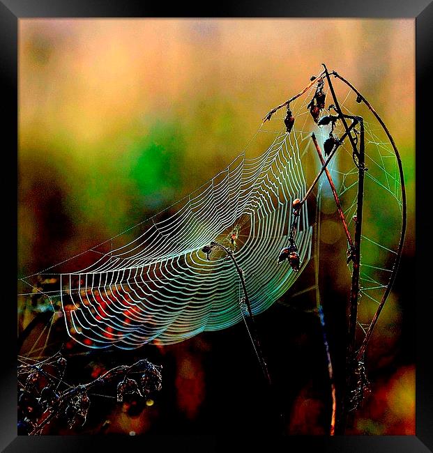 Web sight Framed Print by Alan Mattison