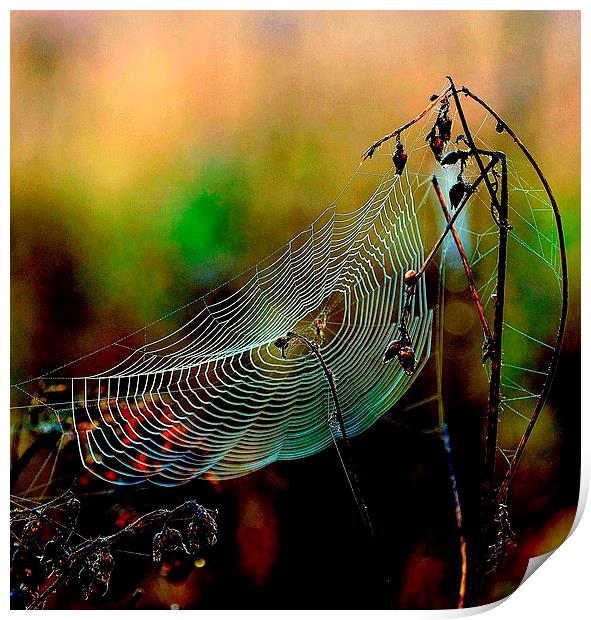 Web sight Print by Alan Mattison
