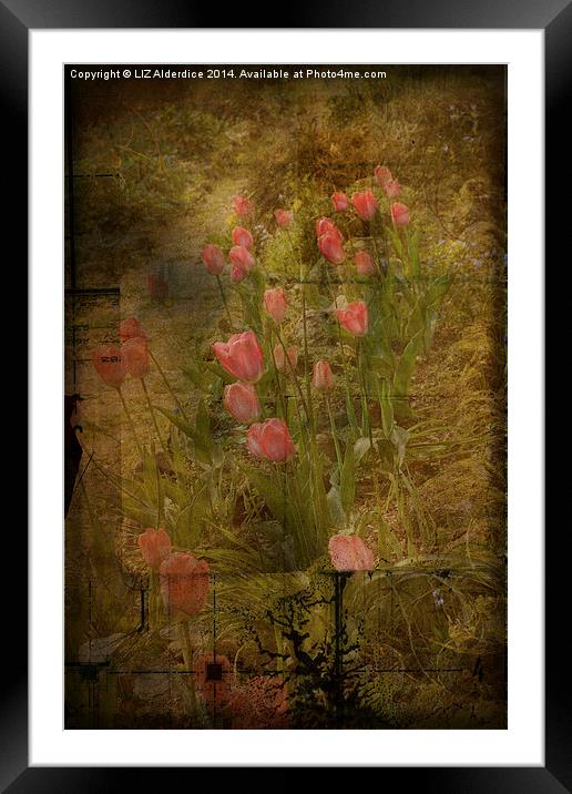 Tulips Framed Mounted Print by LIZ Alderdice