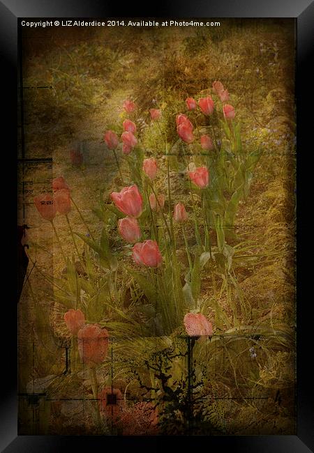 Tulips Framed Print by LIZ Alderdice