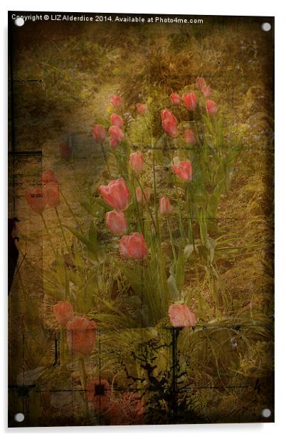Tulips Acrylic by LIZ Alderdice