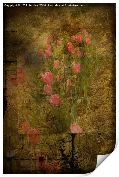 Tulips Print by LIZ Alderdice
