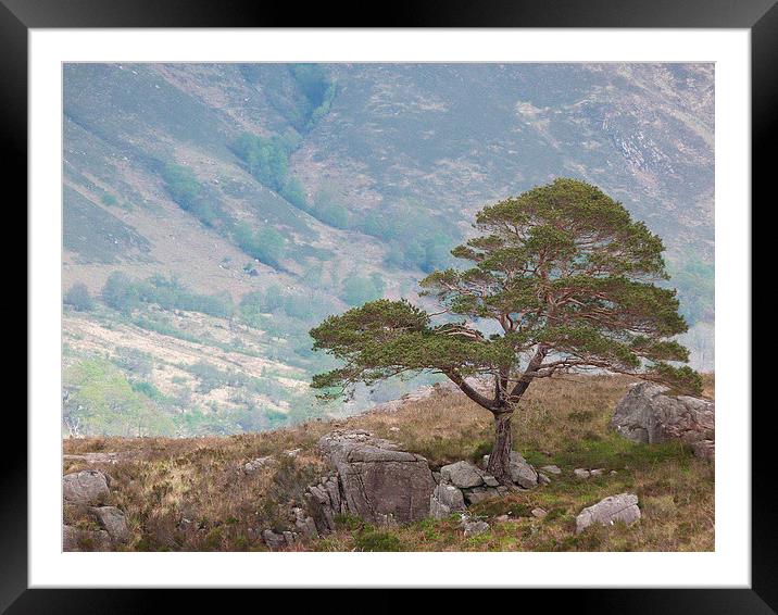 The Lonesome Pine Framed Mounted Print by Jennifer Henderson