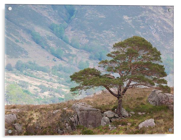 The Lonesome Pine Acrylic by Jennifer Henderson