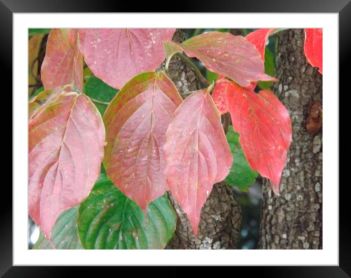 Autumn Foliage Framed Mounted Print by Martha Crum