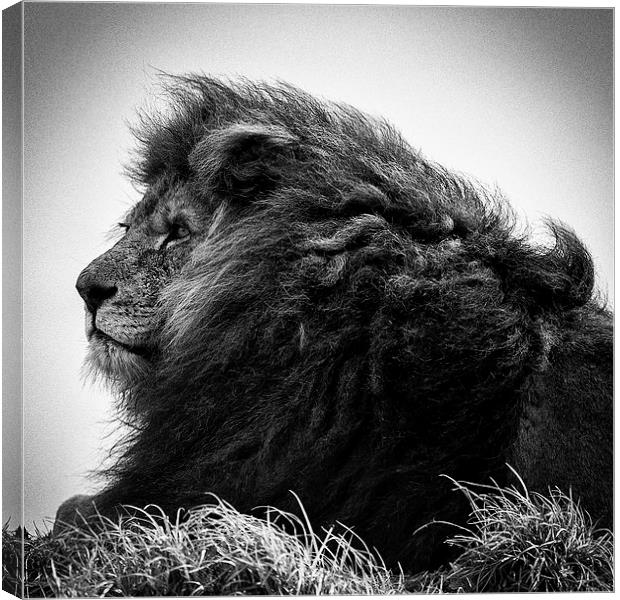 The Lion King Canvas Print by Andy McGarry
