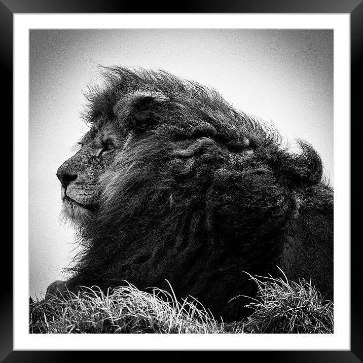 The Lion King Framed Mounted Print by Andy McGarry