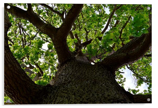 wonderful  old tree Acrylic by Rhona Ward