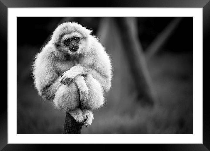 White Handed Gibbon Portarit Framed Mounted Print by Andy McGarry