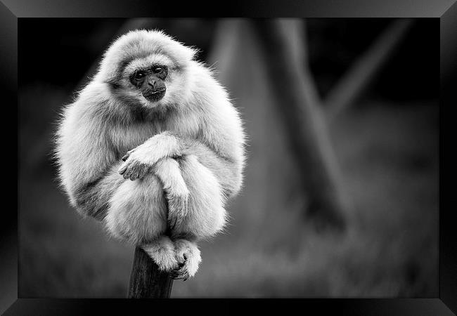 White Handed Gibbon Portarit Framed Print by Andy McGarry
