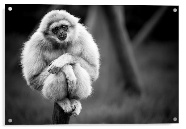 White Handed Gibbon Portarit Acrylic by Andy McGarry