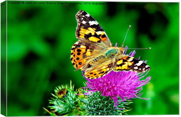 Painted Lady Butterfly Canvas Print by Jason Williams