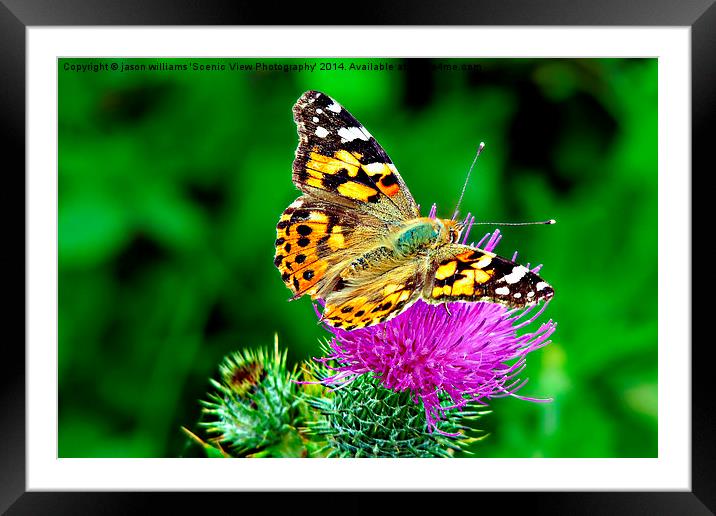 Painted Lady Butterfly Framed Mounted Print by Jason Williams