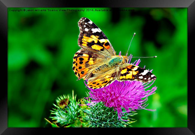 Painted Lady Butterfly Framed Print by Jason Williams