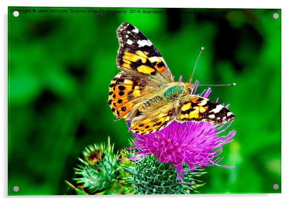 Painted Lady Butterfly Acrylic by Jason Williams
