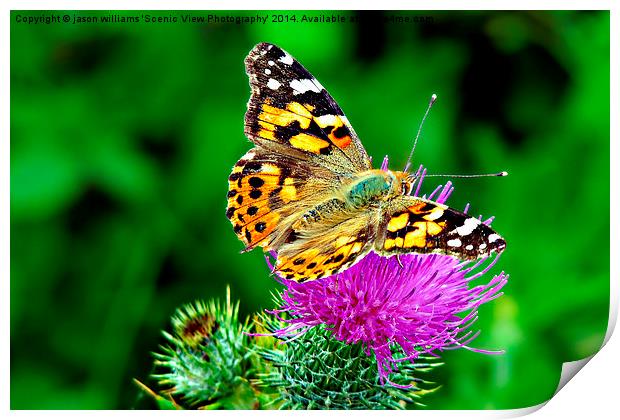 Painted Lady Butterfly Print by Jason Williams