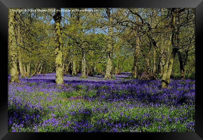 Bluebell Wood Framed Print by Diana Mower