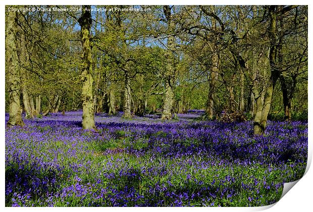 Bluebell Wood Print by Diana Mower