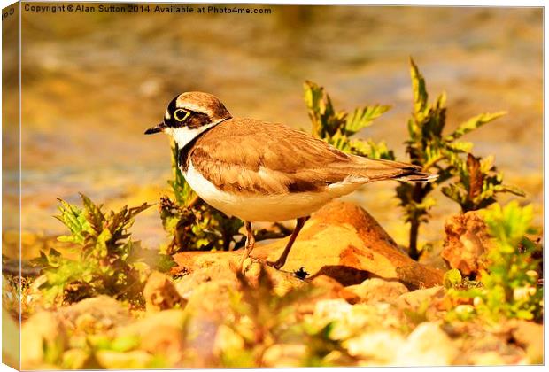 Little Ringed Plover Canvas Print by Alan Sutton