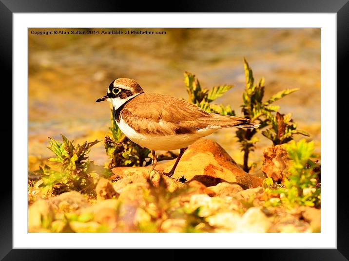 Little Ringed Plover Framed Mounted Print by Alan Sutton