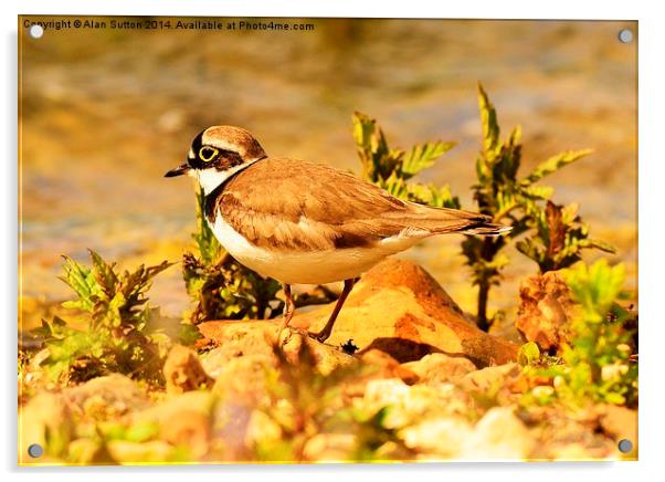 Little Ringed Plover Acrylic by Alan Sutton