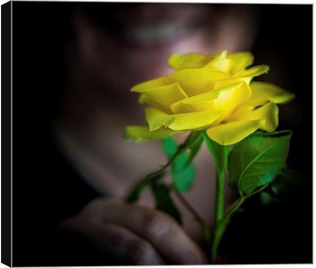 The Yellow Rose Canvas Print by Ian Johnston  LRPS