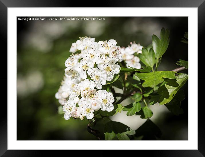 Hawthorn Flowers Framed Mounted Print by Graham Prentice