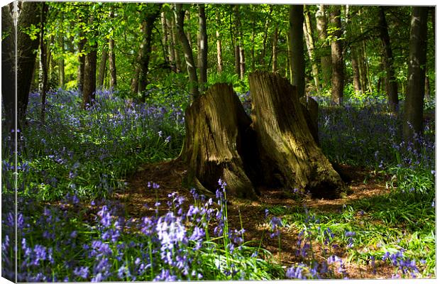 Bluebells Canvas Print by Victoria Bowie