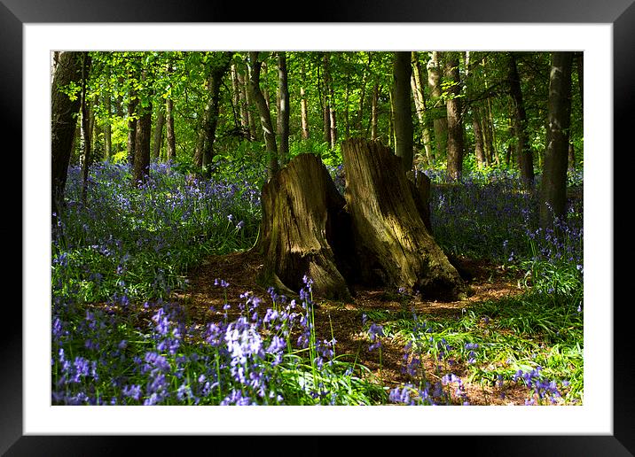 Bluebells Framed Mounted Print by Victoria Bowie