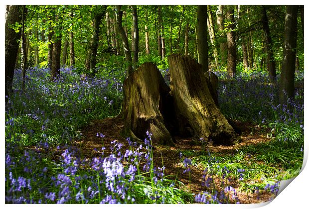 Bluebells Print by Victoria Bowie