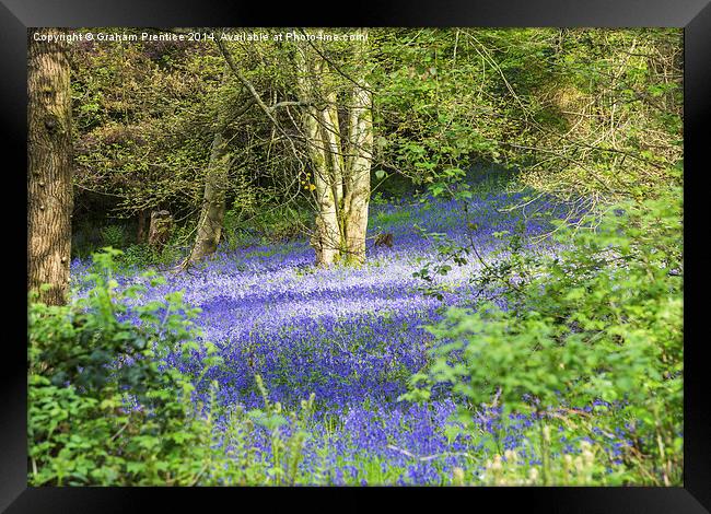 Bluebells In Dappled Sunlight Framed Print by Graham Prentice