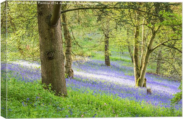 Bluebell Glade Canvas Print by Graham Prentice