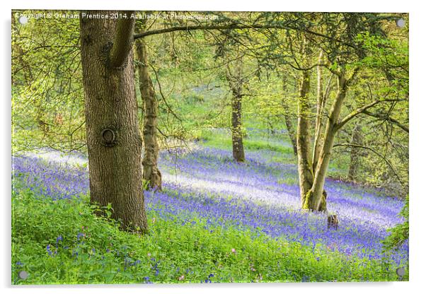 Bluebell Glade Acrylic by Graham Prentice