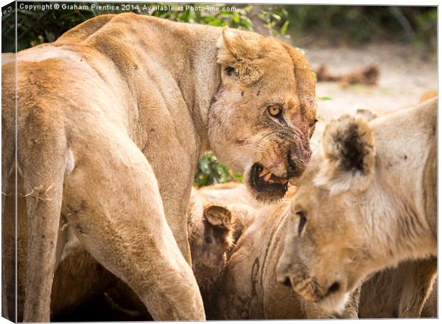 Lioness Defends Her Kill Canvas Print by Graham Prentice