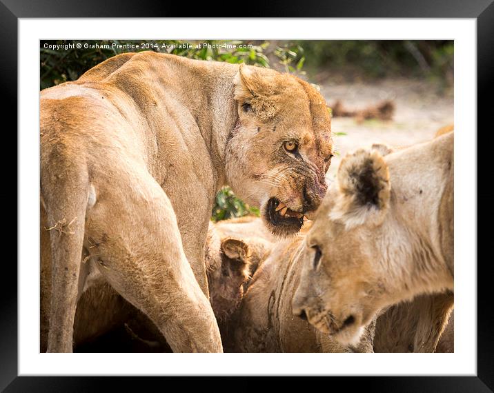 Lioness Defends Her Kill Framed Mounted Print by Graham Prentice