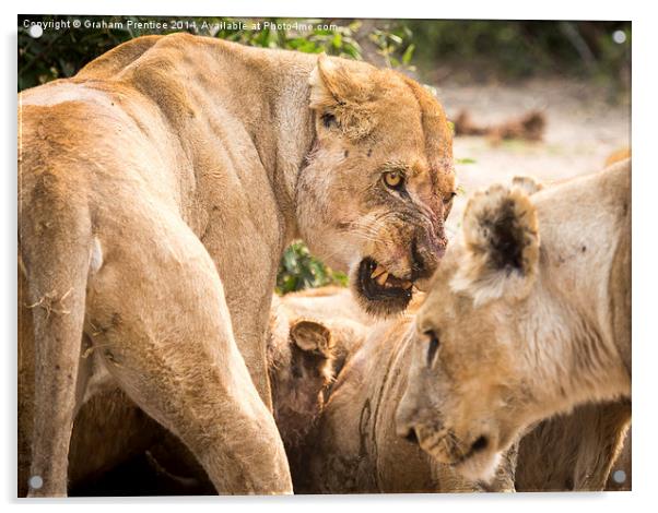 Lioness Defends Her Kill Acrylic by Graham Prentice