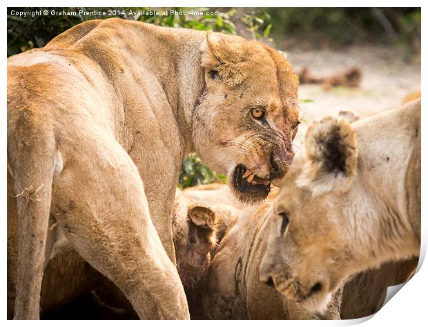 Lioness Defends Her Kill Print by Graham Prentice