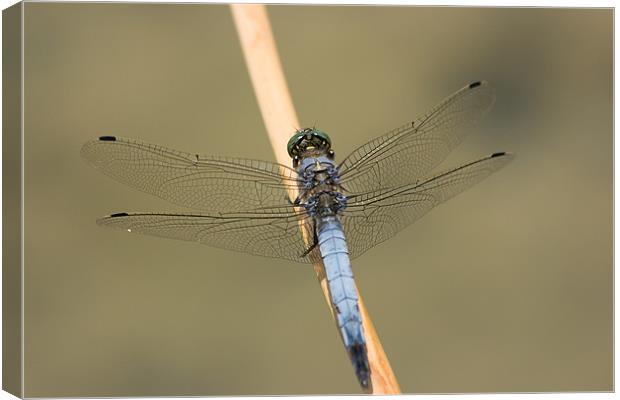 Blue Dasher Canvas Print by Peter West
