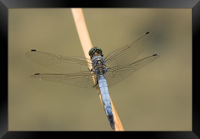 Blue Dasher Framed Print by Peter West
