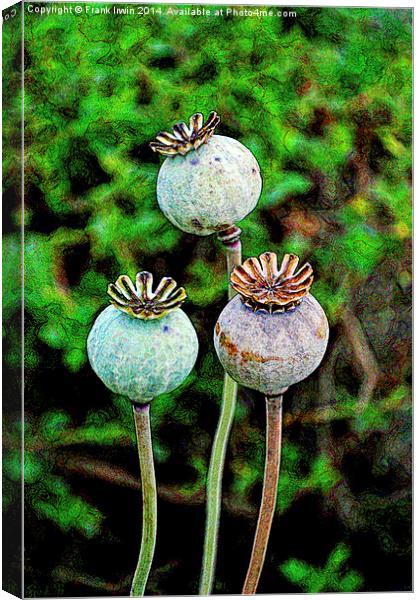 Artistic poppy seed pods Canvas Print by Frank Irwin