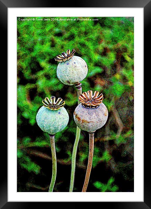 Artistic poppy seed pods Framed Mounted Print by Frank Irwin