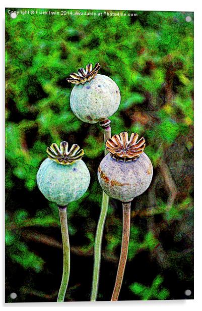 Artistic poppy seed pods Acrylic by Frank Irwin