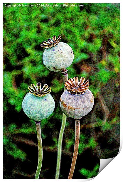 Artistic poppy seed pods Print by Frank Irwin
