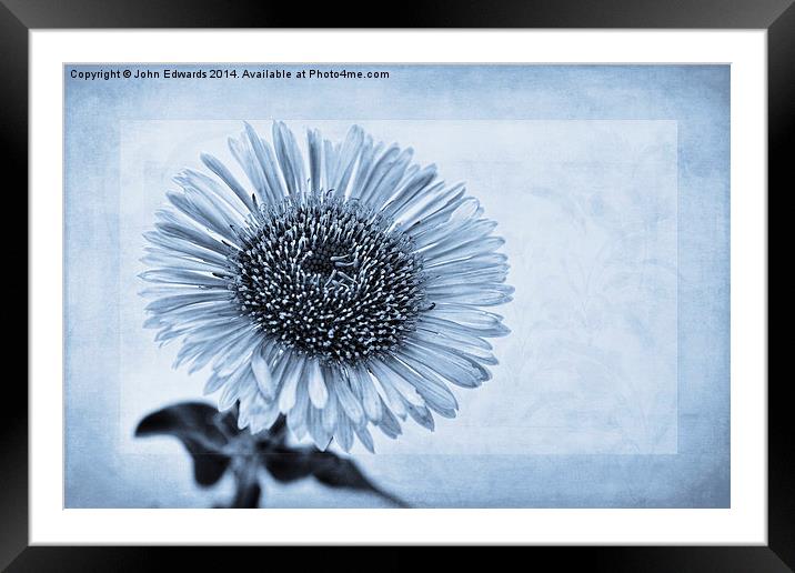 Cyanotype Aster with Textures Framed Mounted Print by John Edwards