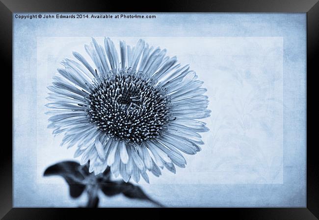 Cyanotype Aster with Textures Framed Print by John Edwards