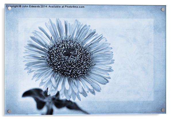 Cyanotype Aster with Textures Acrylic by John Edwards